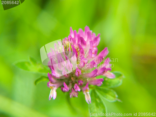 Image of Clover flower, purple