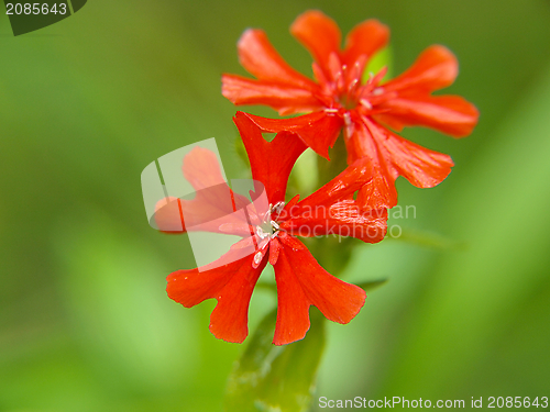 Image of Small red flowers