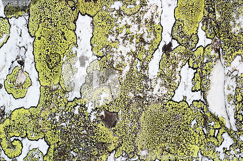 Image of moss texture on stone