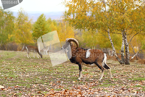 Image of mouflon in fall season