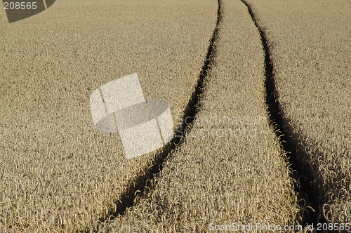 Image of wheat track