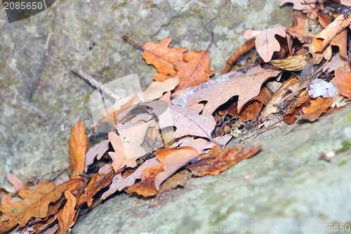 Image of oak leaves on a rock