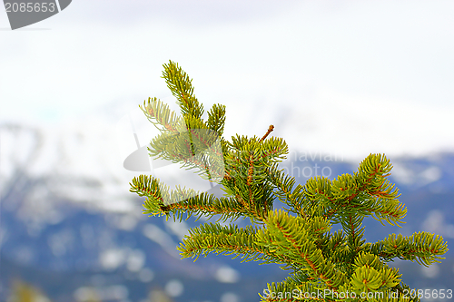 Image of fir  branch in winter