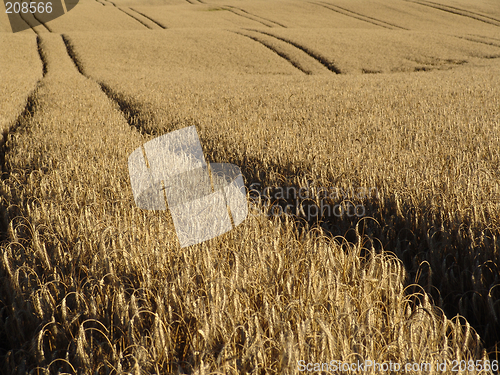 Image of wheat tracks