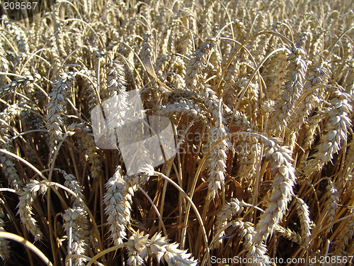 Image of wheat spikes