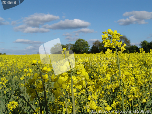 Image of rape blossoms and field