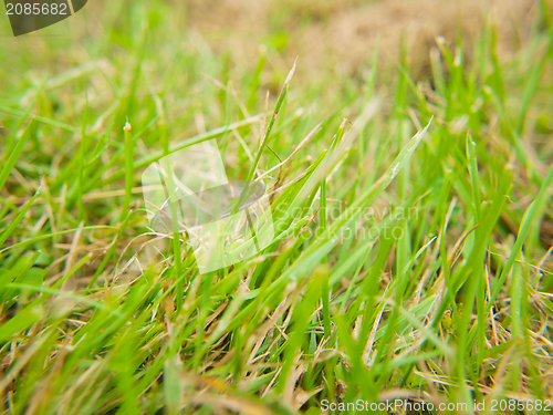 Image of Grass, closeup