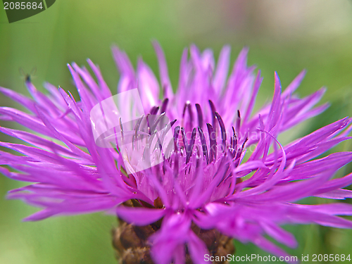 Image of Knapweed flower