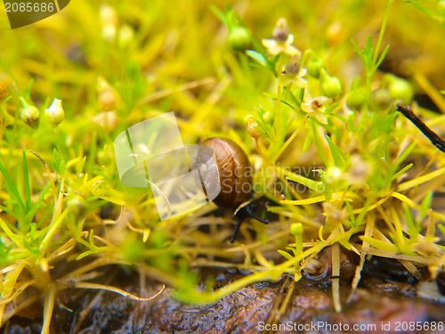 Image of Snail in grass