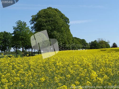 Image of rape field and avenue