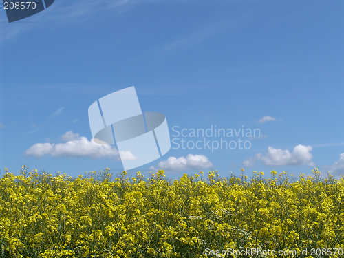 Image of rape field with clouds