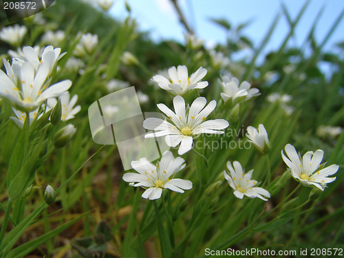 Image of wild blossoms