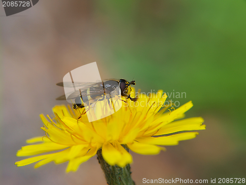 Image of Bee on dandelion