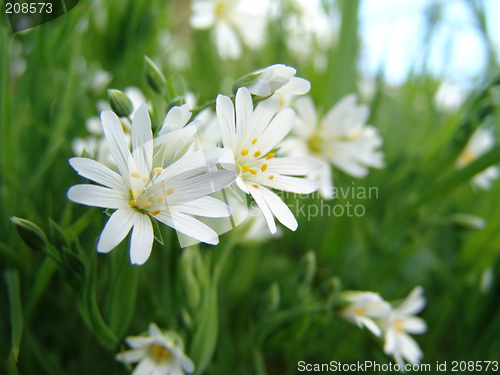 Image of wild blossoms