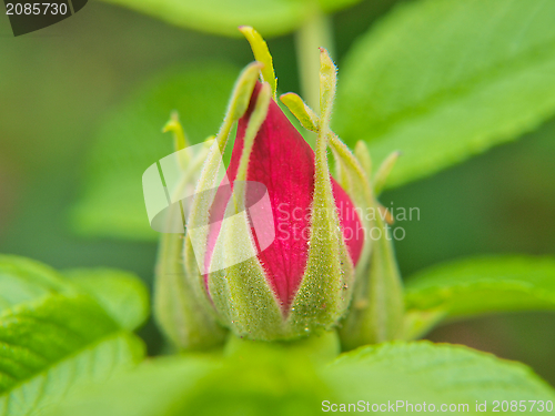 Image of Rose hip