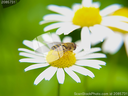 Image of Bee on daisy