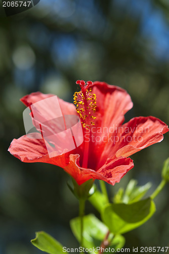Image of Red Hibiscus