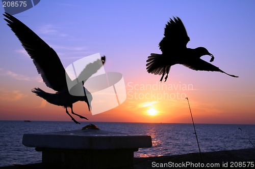 Image of Seagulls at Sunset