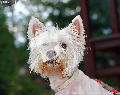 Image of west highland terrier portrait