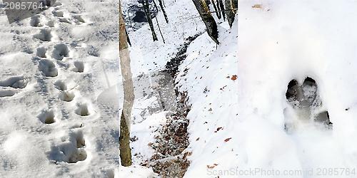 Image of wild boar tracks