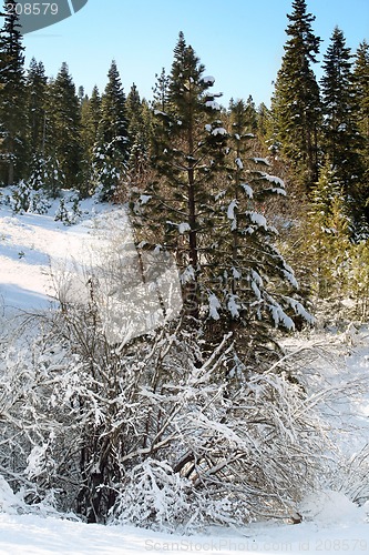 Image of Blue sky and snow