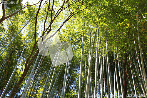 Image of Japan bamboo
