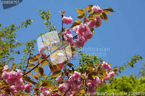 Image of Japanese cherry