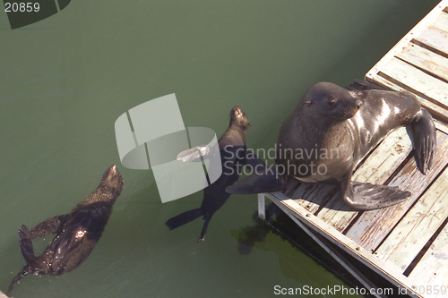 Image of   Seals