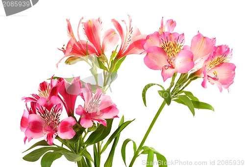 Image of Lilies (alstroemeria) on white background