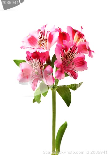 Image of Lilies bud (alstroemeria) on white background