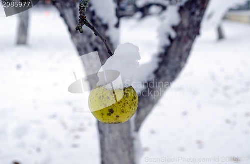 Image of closeup apple covered winter snow hang tree branch 