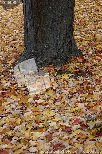 Image of Fallen Leaves