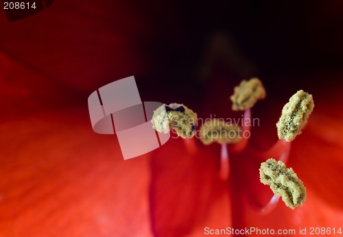 Image of Red Amaryllis Macro