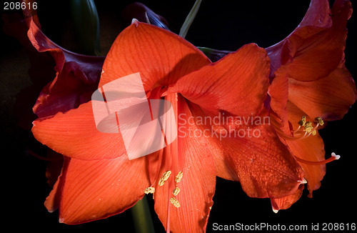 Image of Red Amaryllis