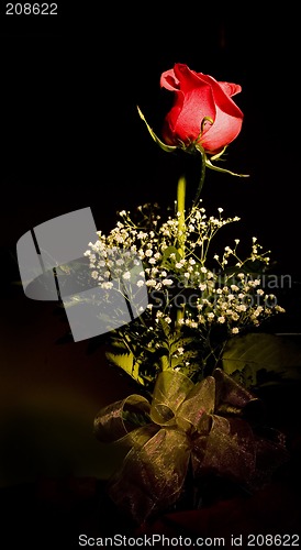 Image of One Red Rose