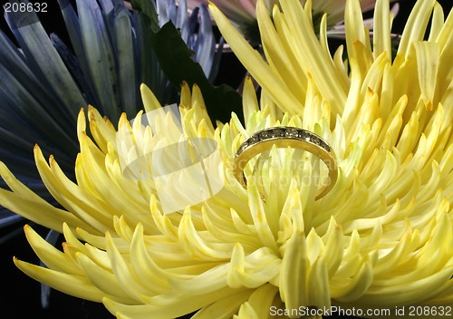 Image of Spring Mums