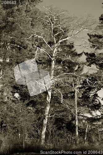 Image of Lone Tree Black and White