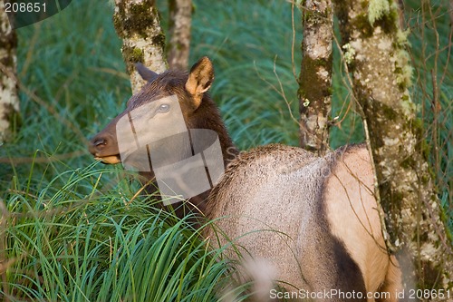 Image of Elk, Fort Stevens