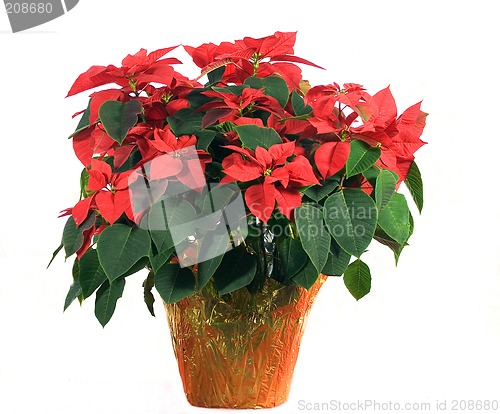 Image of Poinsettia on White