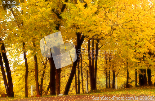 Image of Fall Color, Cork Elm Grove 4 (softened)