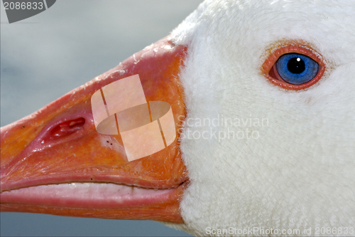 Image of white duck whit blue eye in buenos aires