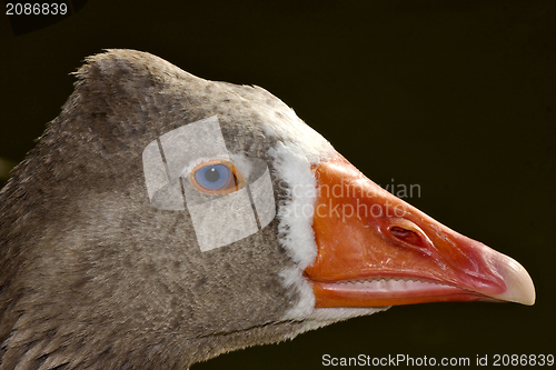 Image of brown duck whit blue eye