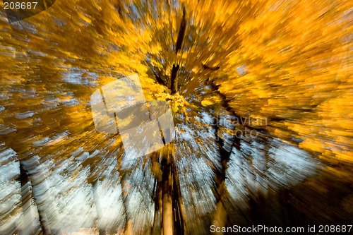 Image of Cork Elm Grove Zoomed 2