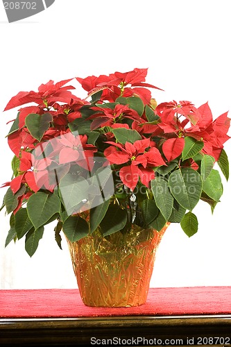 Image of Poinsettia on White