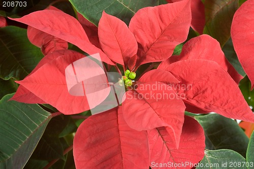 Image of Poinsettia 3