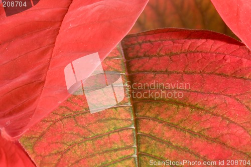 Image of Poinsettia Leaf