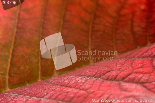 Image of Poinsettia Leaf Super Macro