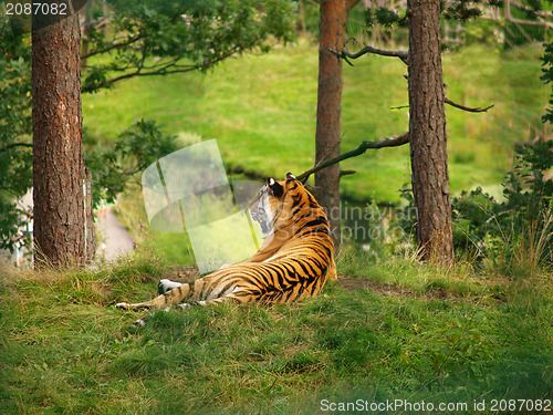 Image of Tiger on a hill