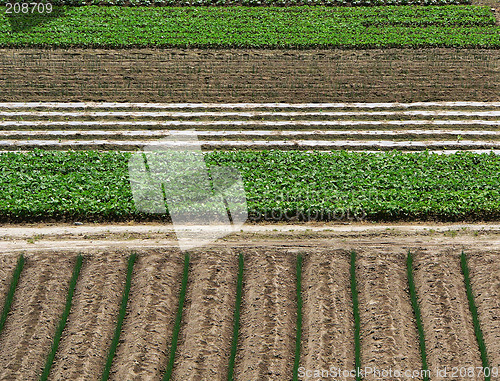 Image of agriculture background