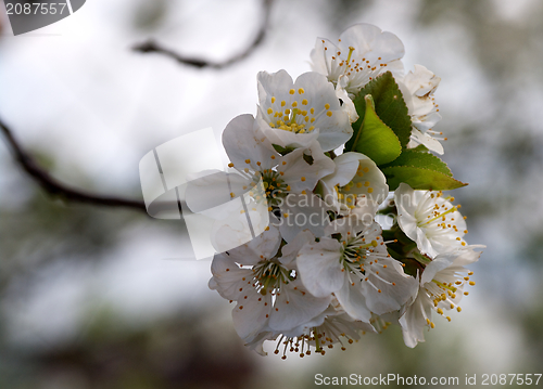 Image of Bud of Cherry Tree